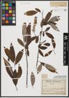 Foto von Salix acmophylla Boiss.